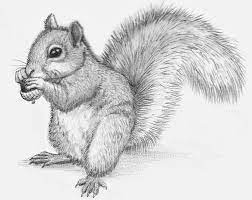 Custom Animal Drawing I Will Draw Anything You Ask For 25 00 Via Etsy Pencil Drawings Of Animals Animal Sketches Animal Drawings