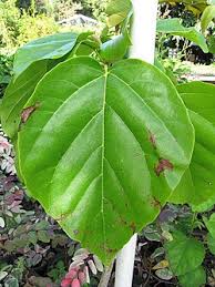 Image result for Cordia subcordata