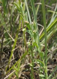 Image result for Phyllanthus polyanthus