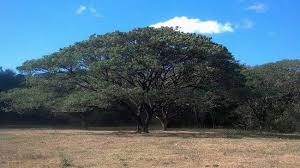 We did not find results for: Costa Rican National Tree Picture Of Get Lost In Costa Rica Tamarindo Tripadvisor