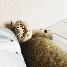 Wimpy Cat House On Twitter Betsy Cleopatra Scottish Fold Black Golden Ticked Sfs Ny25 1 Yasinda Disi Iletisim 0530 466 1349 Corlu Scottishfold Golden Goldencat Blackgolden Blackgoldencat Corlu Corlukedi Tekirdagkedi Trakyakedi