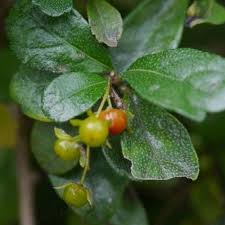 Image result for Ehretia cymosa