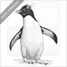 Southern Rockhopper Penguin - Signed Fine Art Print