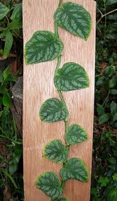 Monstera Dubia Shingle Plant Plants Unique Plants Conservatory Plants