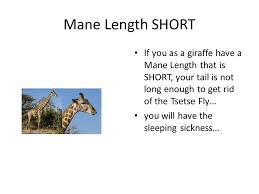 Adaptations, Natural selection Giraffe. Herds Acacia nilotica.