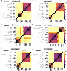 Image result for Filoviridae