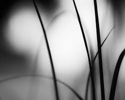 Black And White Nature Artwork Black And White Photography Dark Grey Gray Modern Print Abstract Monochromatic Nature Artwork Photo 11x14 White Photography Nature Photography Blue Wall Art
