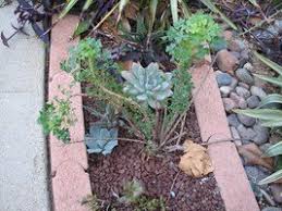 3 will glyphosate kill potato plants? Oxalis The Most Evil Weed Of Succulent And Cactus Cultivation Dave S Garden