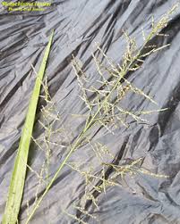 Image result for Steinchisma laxum