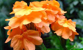 Fertilize monthly with a balanced. A Gardening Guide To Planting Crossandra In Your Home