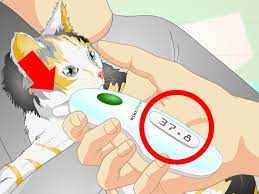 Maybe you would like to learn more about one of these? Cara Mengukur Temperatur Kucing Dengan Gambar Wikihow