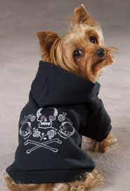 Jan 26, 2021 · the yorkie, or yorkshire terrier, is a toy dog that usually weighs between 5 and 7 pounds, standing from 6 to 9 inches tall. Yorkie Outfits For The Fashion Conscious Yorkie Owner Chihuahua Clothes
