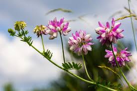 Image result for Securigera  varia