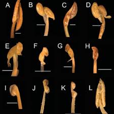 Image result for Anisotes formosissimus