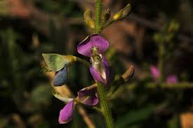 Image result for Desmodium uncinatum