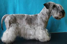 Image result for ČESKÝ TERIÉR