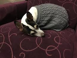 Chihuahua Cross Mini Foxy Doggo Dogs Cute Aww Puppies Doglovers Puppy Dog Dogs Boston Terrier Terrier