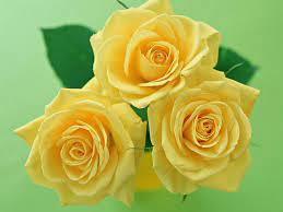 Three Yellow Flowers Yellow Flower Wallpaper Beautiful Flowers Images Rose Flower Wallpaper