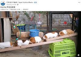 的 youtube 頻道觀看由真正的天竺鼠所配音的《pui pui 天竺鼠車車》. å¤©ç«ºé¼ è»Šè»Šå¤ªç´…äº† çœŸé¼ ç‰ˆ å¡žè»Šäº†æ˜¯èª°çš„éŒ¯èŒç¿» æ°'è¦–æ–°èžç¶²