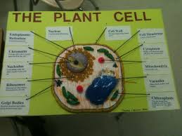Animal and plant cell both are living things. 120 Cells Project Ideas Cells Project Animal Cell Cell Model