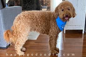 Goldendoodle teddy bear cut before and after. The Goldendoodle Teddy Bear Cut So Adorable Your Heart Will Melt Happy Go Doodle