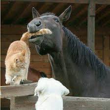 What A Great Photo Horse Gets Cat Dog Waits For Cat Bet The Horse The Dog Both End Up Worse Off Haha Animals Horses Animals Beautiful