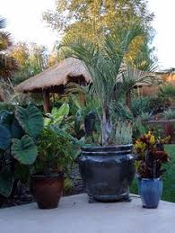 The house and garden are located very close to the sterling dickinson orchid gardens in a very serene setting in the hills over looking san miguel. 28 Lanai S And Poolside Ideas Lanai Backyard Backyard Pool