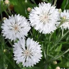 Maybe you would like to learn more about one of these? Cornflower White Ball Flower Seeds In 2021 Flower Seeds White Flowers Flower Landscape