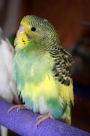 Baby Birds With Yellow Tail Feathers Dark Green Sf Dominant Pied Baby Male American Parakeet Tuxedo Budgie Parakeet Parakeet Parakeet Colors