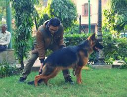 We did not find results for: German Shepherd India Facebook