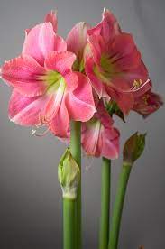 Amaryllis Bulbs Item 7074 Rosalie For Sale Amaryllis Bulbs Amaryllis Plant Amaryllis Flowers