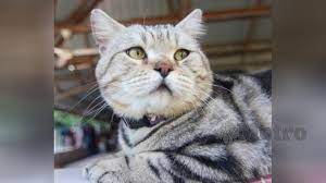 Mimeme master — oh my god omg (15 sec for stories) 00:15. Selamat Tinggal Jep