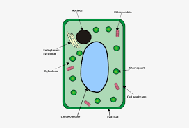 Although plant and animal cells have many of the same organelles, there are some notable differences. Plant Cell Plant Cell Structure Gcse Transparent Png 450x479 Free Download On Nicepng