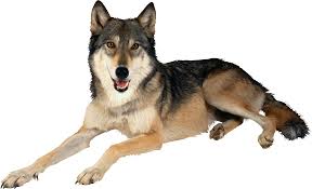 Polish your personal project or design with these wolf transparent png images, make it even more personalized and more attractive. Wolf Png Alpha Channel Clipart Images Pictures With Transparent Background Free Downloading