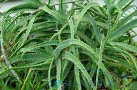 アロエがドライチップを残す理由 一般的な病気と植物害虫 一般的な問題とアロエの病気葉が薄い理由アロイ