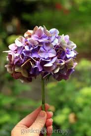 Originating from japan or the americas, the hydrangea is a beautiful and …hydrangeas make excellent cut flowers and can last more than two weeks. The Simple Way To Dry Hydrangea Flowers And Retain Their Color