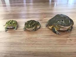 Different Pixie Frog Sizes Frog Pacman Frog African Bullfrog