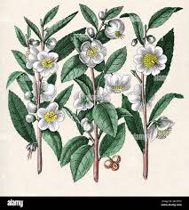 Image result for Camellia sinensis