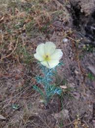 Image result for Argemone ochroleuca