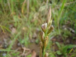 Image result for Alysicarpus zeyheri