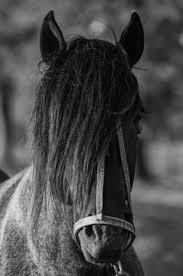 Image result for tbn:tVj6rqcH-AQR9M::www.pregonagropecuario.com.ar/images/caballo_overo.jpg