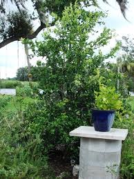Check spelling or type a new query. The Kaffir Lime Tree Pick Me Yard