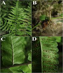 Image result for Ampelopteris