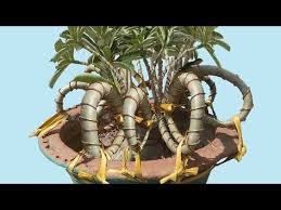 Pin On Garden