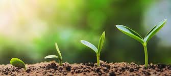 Energy efficient light bulbs reduce greenhouse gas emissions. Ippc International Plant Protection Convention