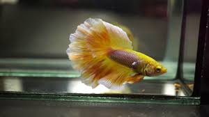 Unfortunately, your betta may also be drawn to the. Live Betta Fish Male Yellow Bumblebee Beautiful Rosetail Halfmoon Hm 971 Youtube