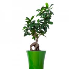Buy Bonsai Plants Online Setgreen Hyderabad