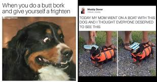 2 видео 3 просмотра обновлен 26 авг. Eighteen Canine Memes In Honor Of National Dog Day The National