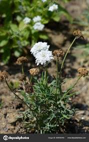 Image result for Helichrysum argyranthum