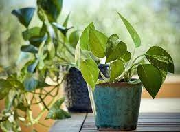 Como Cultivar Plantas Em Vasos Aprenda A Forma Correta Casa E Jardim Paisagismo